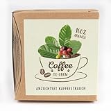 Geschenk-Anzuchtset Kaffeestrauch Arabica