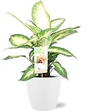 Dieffenbachia Camilla - Dieffenbachie - Zimmerpflanze - Ø17cm - 45cm + Topf Brüssel Weiß Ø18x17cm