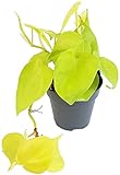 Fangblatt - Philodendron scandens Micans 'Lime' - leuchtender Baumfreund - außergewöhnliche Zimmerpflanze - Sammlerpflanze