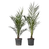 Plant in a Box - Phoenix Canariensis - Höhe 80-100cm - 2er Set - Kanarische Dattelpalme Winterhart fur draußen - Topf 19cm