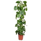 Philodendron scandens mit Moosstab, Topf-Ø 24 cm, Höhe ca. 120 cm