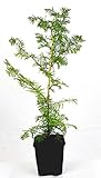 Seedeo® Urwelt-Mammutbaum (Metasequoia glyptostroboides) Pflanze 3 Jahre