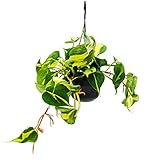 Exotenherz - Philodendron scandens Brasil - Kletternder Baumfreund - zweifarbig - 15cm Ampeltopf - hängend