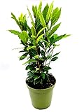 - echter Lorbeer - Italienischer XL Gewürzlorbeer - Laurus nobilis im 14 cm Topf 40-50cm 1stk.