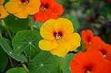 50 Samen Kapuzinerkresse Tropaeolum majus Kletterpflanze Blüten Blumen Gemüse