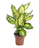 mgc24 Dieffenbachia maculata Camilla, Dieffenbachie, echte Zimmerpflanze grün, 12cm Topfdurchmesser, Höhe ca. 25cm, 1 Pflanze