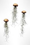 Tillandsien Pflanzen - Luftpflanzen echt - Airplants - Tilldandsia - 3er Set Quallenpflanzen mit bronzefarbenen Seeigeln - Bromeliengewächs - Spanisches Moos - Luftpflanzen Halterung - Trendyairplants