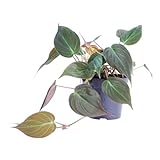 Trendyplants - Philodendron Scandens 'Micans' - Zimmerpflanze - Höhe 15-35 cm - Topfgröße Ø12cm