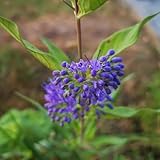 30 pcs Bartblume Winterhart Samen, zimmerpflanzen echt samen, winterharte blumen Caryopteris clandonensis - gartendeko für draußen balkonpflanzen, bonsai tree, flower seeds geschenke