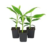 Exotische Musa Basjoo – Ihre winterharte, pflegeleichte Bananenpflanze für Garten, Balkon & Zuhause (3 Musa Basjoo in der Größe 25-35 cm)