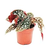 Exotenherz - Polka-Dot Begonie - Mini - Forellenbegonie - Begonia maculata wightii - 7cm