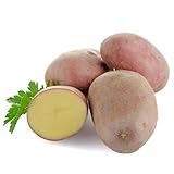 Kartoffeln | Sorte Laura | Rotschalige Speisekartoffeln aus der aktuellen Ernte vorw. festkochend/halbmehlig (1,50 KG)