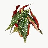 Exotenherz - Polka-Dot Begonie - Forellenbegonie - Begonia maculata wightii