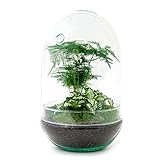 Flaschengarten • Egg XL • Pflanzen im Glas • ↑ 30 cm - DIY - Terrarium Komplett Set - Pflanzenterrarium - urbanjngl |