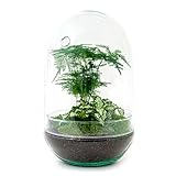 urbanjngl.com - Flaschengarten • Egg XL • Pflanzen im Glas • ↑ 30 cm - Do-It-Yourself Paket - DIY-Set - Pflanze im Glas - Komplettset Terrarium - Pflanzenterrarium