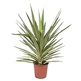 Plant in a Box - Yucca elephantipes 'Jewel' - XL Yucca Jewel - Palme - Topf 21cm - Höhe 60-70cm
