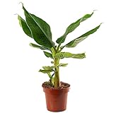 Gartenfeste Bananenpflanze (Musa Basjoo) - widerstandsfähig und exotisch (Topfgröße 12 cm)