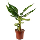 Gartenfeste Bananenpflanze (Musa Dwarf Cavendish) - widerstandsfähig und exotisch (Topfgröße 12 cm)