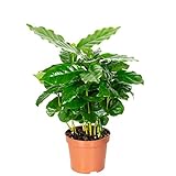 Kaffeepflanze - pflegeleichte Zimmerpflanze, Coffea Arabica - Höhe ca. 15-20 cm, Topf-Ø 9 cm