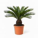 Trendyplants - Cycas Revoluta - Japanische Sago-Palme - Gartenpflanze - Höhe 60-80 cm - Topfgröße Ø24cm