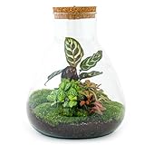 Flaschengarten • Sam Calathea • Pflanzen im Glas mit Licht • ↑ 30 cm - DIY - Terrarium Komplett Set - Pflanzenterrarium - urbanjngl | Terrarium kit