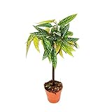 Exotenherz - Tamaya-Begonie - Begonia albopicta - Begonien-Stämmchen - 9cm Topf