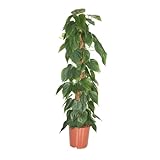 Plant in a Box - Philodendron scandens - Tropische Grüne Zimmerpflanze auf Moosstab - Echte große pflanze für drinnen - Topf 27cm - Höhe 150-160cm