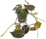 Fangblatt - Philodendron scandens Micans - samtiger Baumfreund - außergewöhnliche Zimmerpflanze - Sammlerpflanze