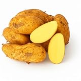 Kartoffeln Speisekartoffeln Annabelle 1-25 KG frische Ernte 2025 festkochend Salatkartoffel zum Grillen für Kartoffelsalat, Pellkartoffeln, Bratkartoffeln, Pommes Frites, Butterkartoffeln (8)