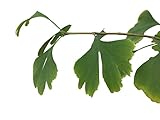 10 Große-Frische Ginkgo Samen -Ginkgo biloba- ***Kann über 1000 Jahre alt werden und 40 Meter hoch***