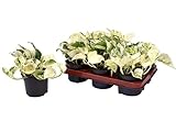 Epipremnum Happy Leaf – Zimmerpflanze Ø 12 cm, 20 cm Höhe, Pflegeleichte Efeutute mit Dekorativem Blattmuster – Hänge- und Rankpflanze