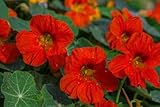 50 Samen Kapuzinerkresse Sorte Impress of India, essbare Blüten, Blumen für den Garten