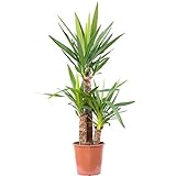 Palmlilie 3-stämmig - pflegeleichte Zimmerpflanze, Yucca Elephantipes Palme 60/30/20 - Höhe ca. 95 cm, Topf-Ø 21 cm