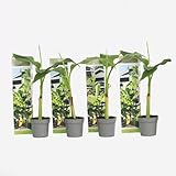 Plant in a Box - Musa Basjoo - Höhe 25-40cm - 4er Set - Bananenpflanze Winterhart - Bananenbaum - Exotische pflanzen - Topf 9cm