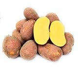 Laura Kartoffeln, rote Schale, vorwiegend festkochend, aus Ernte 2025, von Kehrbachs Hof aus Norddeutschland (5 Kg)
