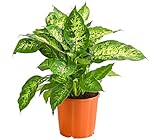 Dehner Dieffenbachie, Dieffenbachia seguine compacta, farbiges Laub, 30-40 cm inkl. Pflanztopf, Ø Topf 17 cm, Zimmerpflanze