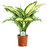 Dieffenbachia 'Camilla' - 1 Pflanze - Lebende Zimmerpflanze fürs Zuhause oder das Büro