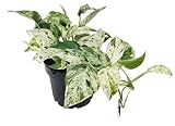 Fangblatt - Epipremnum pinnatum 'Marble Variegata' - panaschierte Efeutute - exotische Zimmerpflanze - außergewöhnliche Grünpflanze