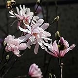 100 pcs sternmagnolie winterhart samen, geschenk garten, steingartenpflanzen winterhart (Magnolia stellata) winterharte stauden, nachhaltige geschenke für frauen topfpflanzen echt,