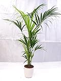 [Palmenlager] - Howea forsteriana - Kentia Palme 150-170 cm // Zimmerpflanze