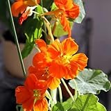 kapuzinerkresse samen rankend bio saatgut blumenbeet, balkon deko kapuzinerkresse blumenwiese samen mehrjährig zierblumen blumendeko, hängepflanze gartendeko für draußen, blumenteppich 25pcs