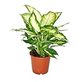 Exotenherz - Dieffenbachia - Zimmerpflanzen - Topfpflanze für Anfänger 17cm Topf