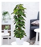 BALDUR Garten Zimmerpflanze Efeutute am Moosstab ca. 110-120 cm hoch, 1 Pflanze, Luftreinigende Zimmerpflanze, unterstützt das Raumklima, Scindapsus, Epipremnum, mehrjährig - frostfrei halten