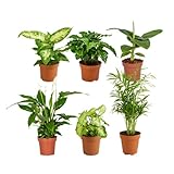 Bloomique – Grüne Zimmerpflanzen Mischung – 6er-Set – Mit Bananenpflanze, Kaffeepflanze, Syngomium Pixie, Chamaedorea Elegans, Spathiphillium, Dieffenbachia – ⌀12 cm - 20-40 cm