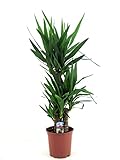 Plant in a Box - Yucca Elephantipes - Palme Zimmerpflanze groß - Topf 21cm - Höhe 70-80cm