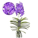 Plant in a Box - Vanda New Blue - Tropische Orchidee - Schöne Farbmischung - Blühende Orchidee - Höhe 55-65cm
