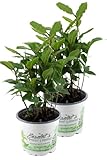 2er Set Lorbeer Pflanze, Gewürzlorbeer aus Nachhaltigem Anbau, frische Kräuter Pflanze 9cm Topf