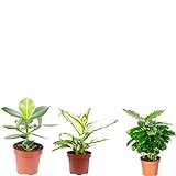 3er-Set echte Zimmerpflanzen, Kaffeepflanze, Balsamapfel, Dieffenbachie - Höhe ca. 20-35 cm, Topf-Ø 9-12 cm