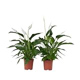 Plant in a Box - Spathiphyllum - 2er Set - Einblatt Zimmerpflanze - Topf 17cm - Höhe 60-75cm - Luftreinigende Zimmerpflanze