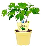 Bio Ginkgo, (Ginkgo biloba), bekannte Heilpflanze die als Tee zubereitet die Konzentration steigert, Pflanzen aus nachhaltigem Anbau